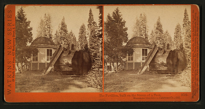 File:The Pavillion, built on the Stump of a Tree,Mammoth Grove, Calaveras Co., Cal, by Watkins, Carleton E., 1829-1916.jpg