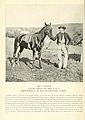 John G Babcock with his horse "Gimlet"