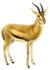 Antilopalar kitobi (1894) Gazella rufifrons (oq fon) .png