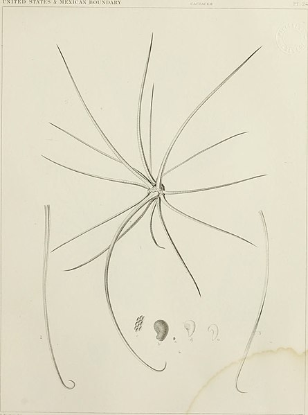 File:The botanical works of the late George Engelmann, collected for Henry Shaw, esq (1887) (19779656714).jpg