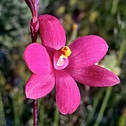 Thelymitra × macmillanii