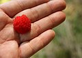 Size of ripe thimbleberry