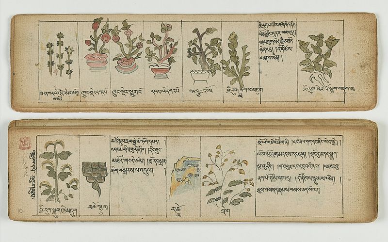 File:Tibetan plant Manuscript Wellcome L0041682.jpg