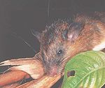 Niviventer cremoriventer in Borneo Tikus.jpg