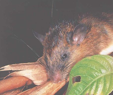 Tikus Akar