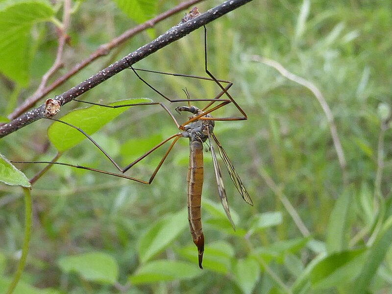 File:Tipula sp Paludi 02.jpg