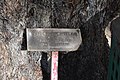 A plaque marking the "Tree of Knowledge" (Schinus molle) at Tocumwal}]