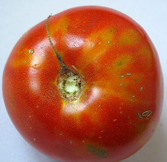 A tomato infected with the thrips-borne Tospovirus, tomato spotted wilt virus Tomato with Tomato Spotted Wilt Virus.jpg