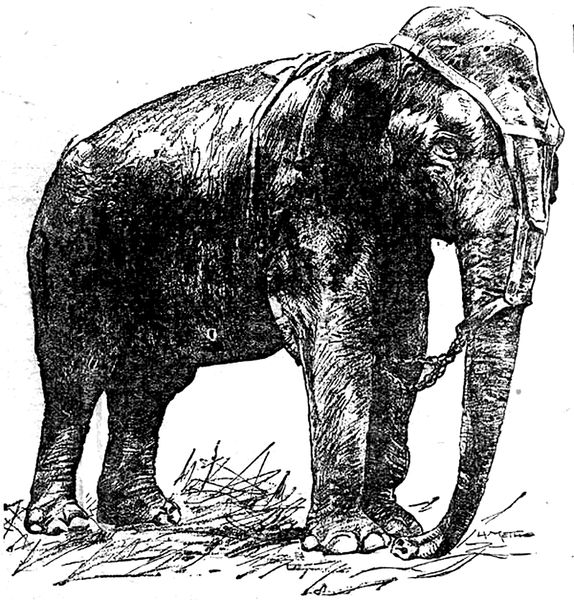 File:Topsy the elephant.png