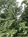 Torreya nucifera—at the New York Botanical Garden 01.jpg