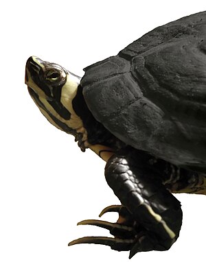 Tortoise.jpg