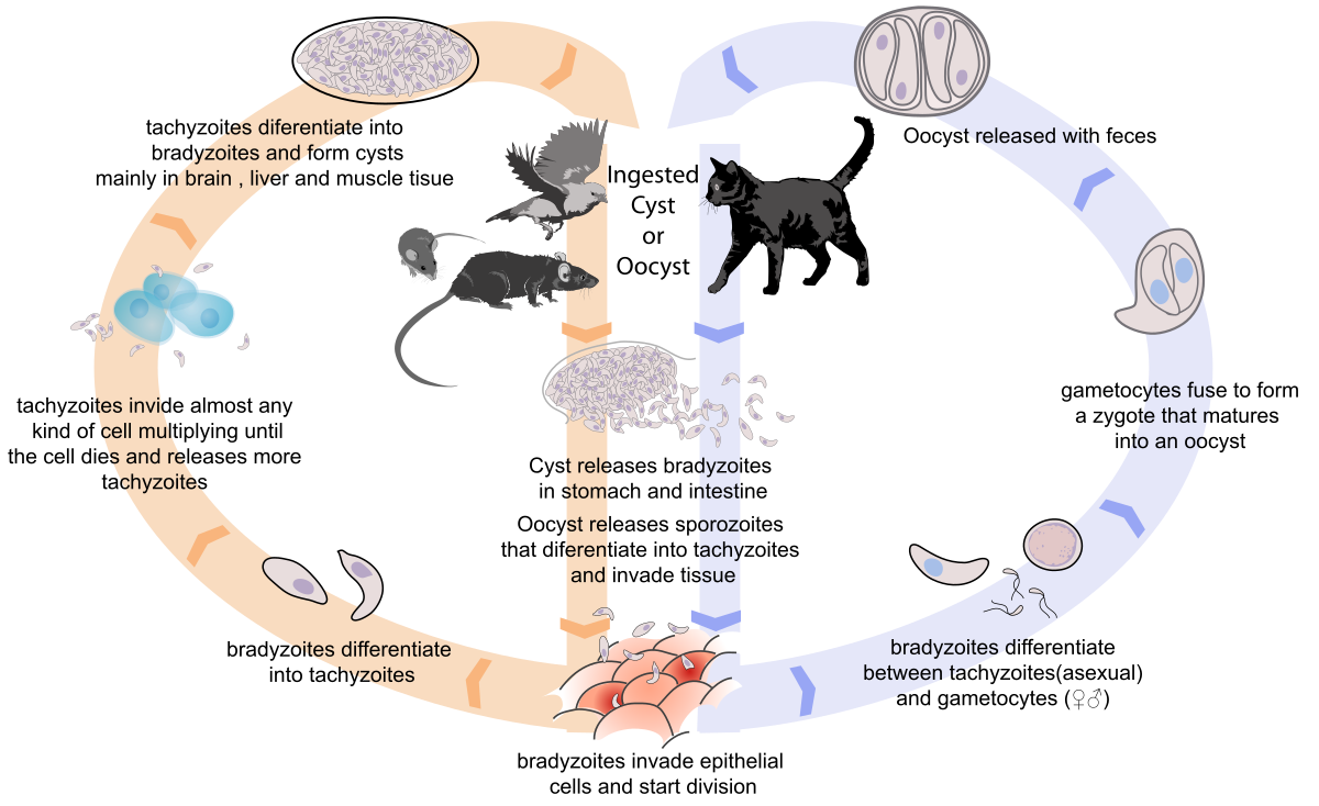 Fil:Toxoplasmosis life cycle en.svg Wikipedia