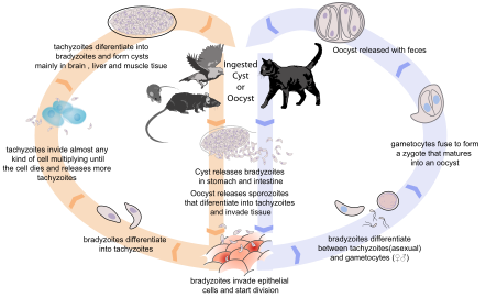 More detailed diagram. The feces of infected cats infects rodents hunted by cats, which rodents are more likely to be eaten by cats; it also infects animals bred for meat, which is a vector depending on how the meat is treated