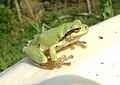 Tree frog in Romania.JPG