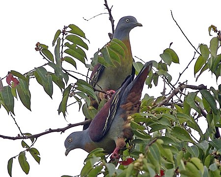 Punai daun