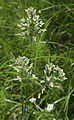 Trisetum wolfii grass, three seedheads