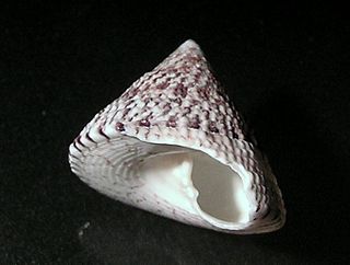 <i>Infundibulum tomlini</i> Species of gastropod