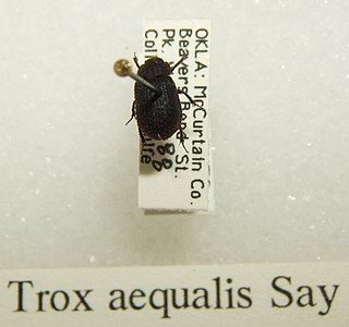 <i>Trox aequalis</i> Species of beetle