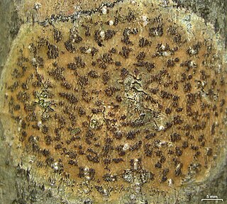 <span class="mw-page-title-main">Trypetheliales</span> Order of fungi