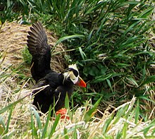 Adult outside nesting burrow on the Kuril Islands TuftedPuffinBurrow.jpg