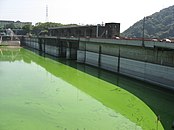 アオコが大発生して、湖水が黄緑色に染まった津久井湖.