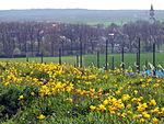 Wuchsort der Wildtulpe am Lieberg