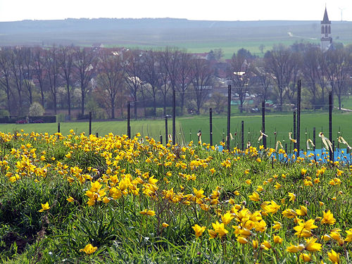 TulipaSylvestris-Gau-Odernheim.jpg