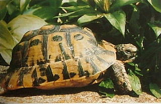 <span class="mw-page-title-main">Tunisian tortoise</span> Subspecies of tortoise