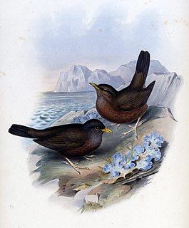 Lord Howe thrush Extinct subspecies of bird