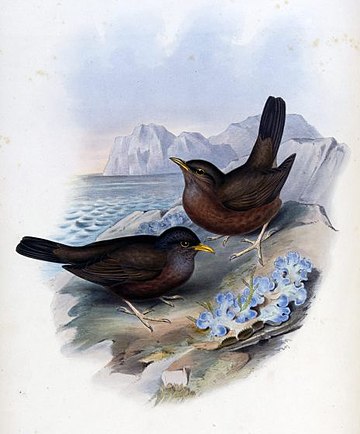 File:Turdus poliocephalus vinitinctus.jpg