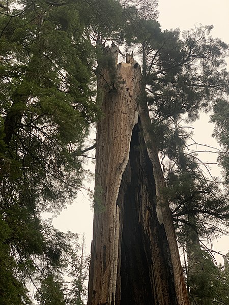 File:US CA SP Calaveras Big Trees Giant Sequoia burned in 1908.jpg