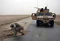 US soldier checks pothole for mines in Iraq May 2005.jpg