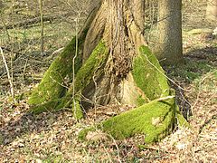 Ulmus Laevis mit Brettwurzeln