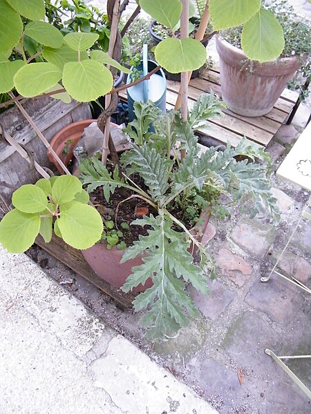 File:Unknown plant 2 Paris.jpg