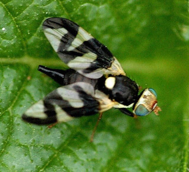 Urophora cardui, male