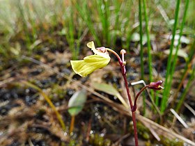 Utricularia ochroleuca inflorescence (01).jpeg