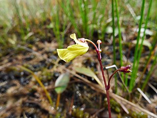 <i>Utricularia ochroleuca</i> species of plant