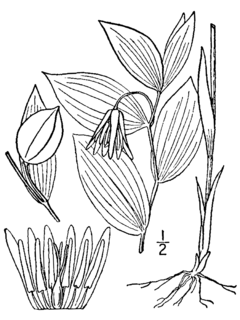<i>Uvularia puberula</i> Species of flowering plant