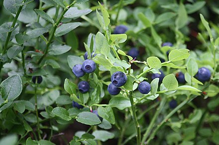 Bilberries are common in most of Finland, one of the plants letting you get also fresh food on the trail