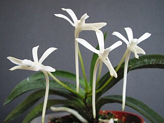 <span class="mw-page-title-main">Neofinetia</span> Genus of flowering plants