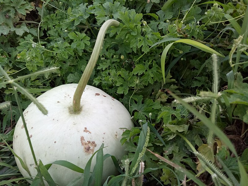 File:Vegetables at villages.jpg