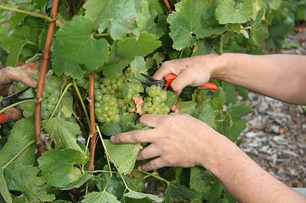 Harvesting chardonnay - the grape that makes the magic of Champagne