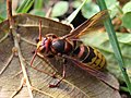 Vespa crabro Linnaeus, 1758