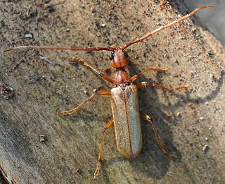 <span class="mw-page-title-main">Vesperidae</span> Family of beetles