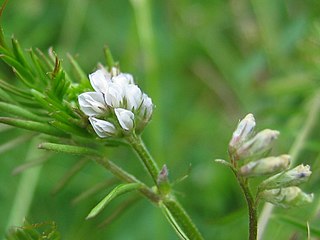 <i>Vicia hirsuta</i> Species of legume