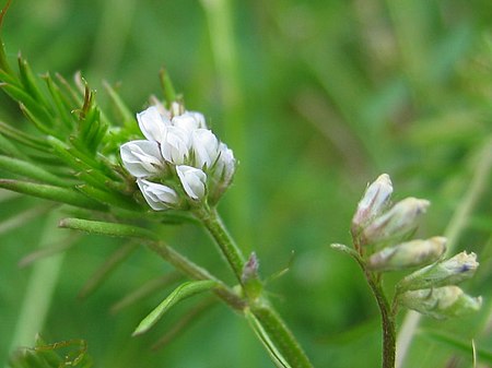 Vicia hirsuta