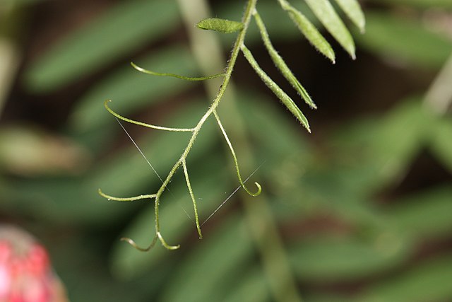 The branched tendrils of black vetch (V. nigricans) help to distinguish it from other species.