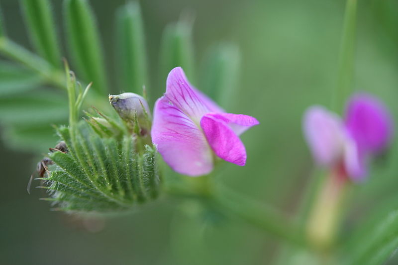 File:Vicia sativa-01 (xndr).jpg