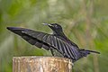 * Nomination Victoria's riflebird (Ptiloris victoriae) male --Charlesjsharp 11:12, 2 March 2024 (UTC) * Promotion  Support Good quality. --Velvet 10:21, 3 March 2024 (UTC)