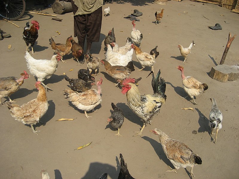 File:Village poultry 3 (4332616770).jpg